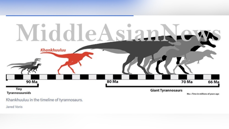 Новый вид динозавров, родственный T. Rex, обнаружен в Монголии и назван Khankhuuluu mongoliensis