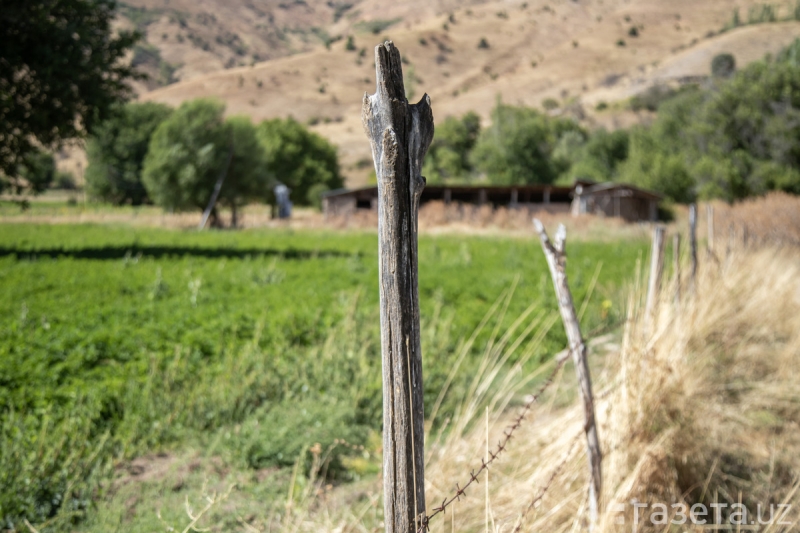 Агентство по платежам в аграрной сфере создаётся в Узбекистане