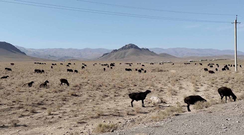 В Узбекистане начнут масштабное восстановление пастбищ для укрепления продовольственной безопасности