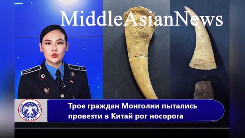 Трое граждан Монголии пытались провезти в Китай рог носорога