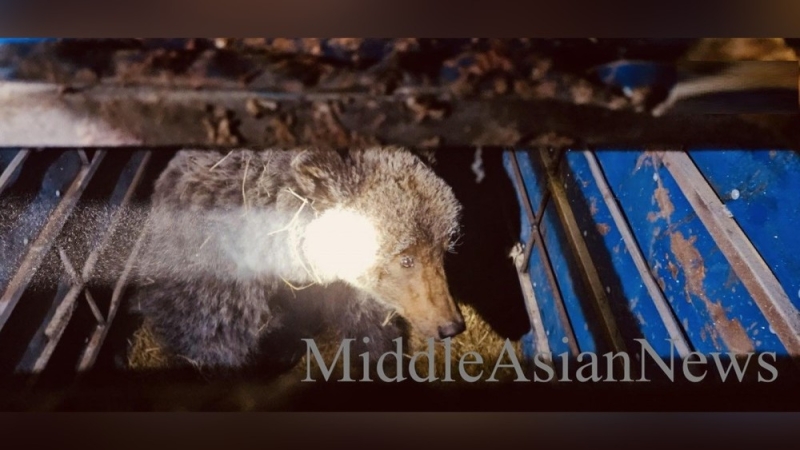 Монгольские пограничники задержали &laquo;медведя-нарушителя границы&raquo;, перешедшего границу с российской стороны