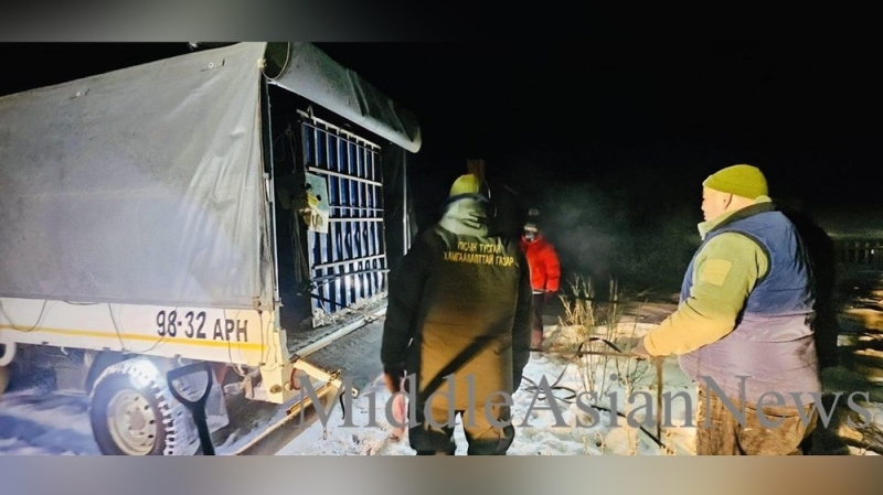 Монгольские пограничники задержали &laquo;медведя-нарушителя границы&raquo;, перешедшего границу с российской стороны