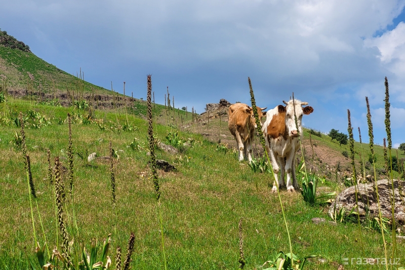 Узбекистан временно запретил ввоз живых животных и птицы из Индии
